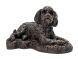 Cockapoo urna para cão