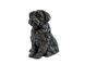 Shih Tzu urna para cão