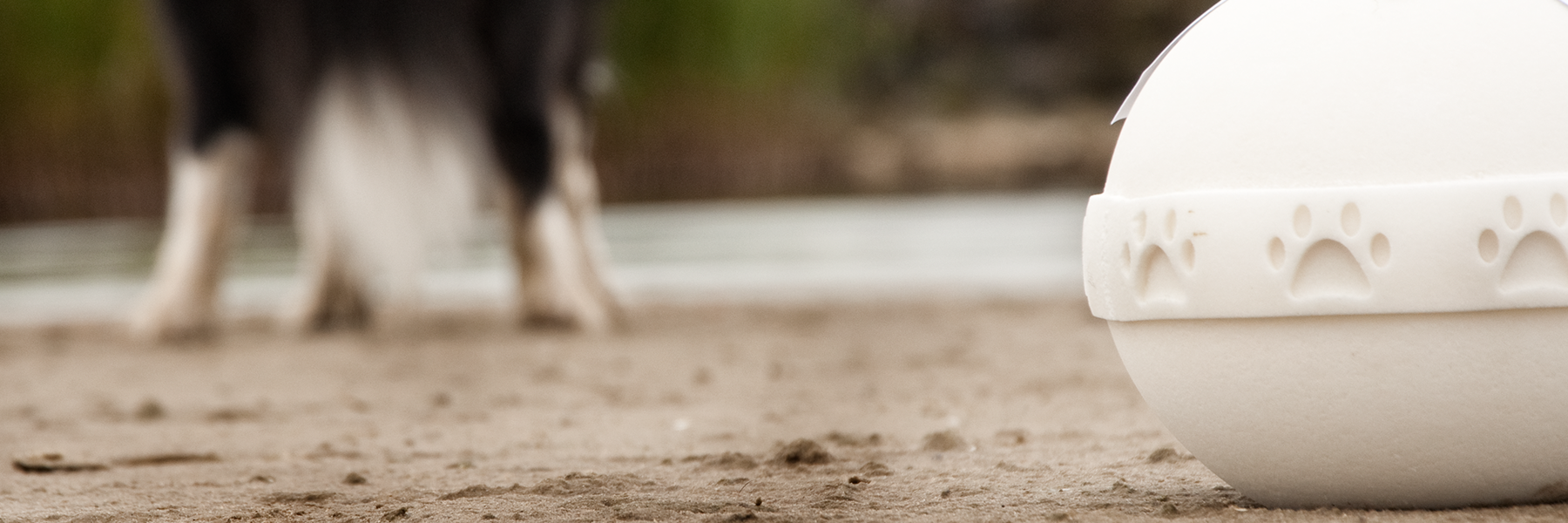 Cremação de cães no Brasil – Quanto custa e quais as opções?